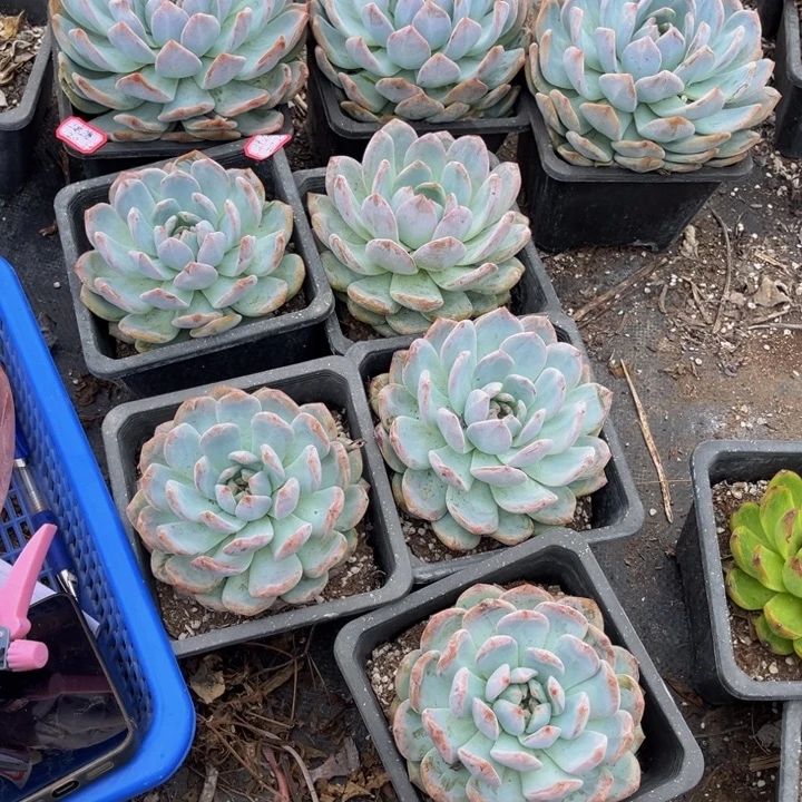 凉***薄橙梦露大单头三颗小单头五颗