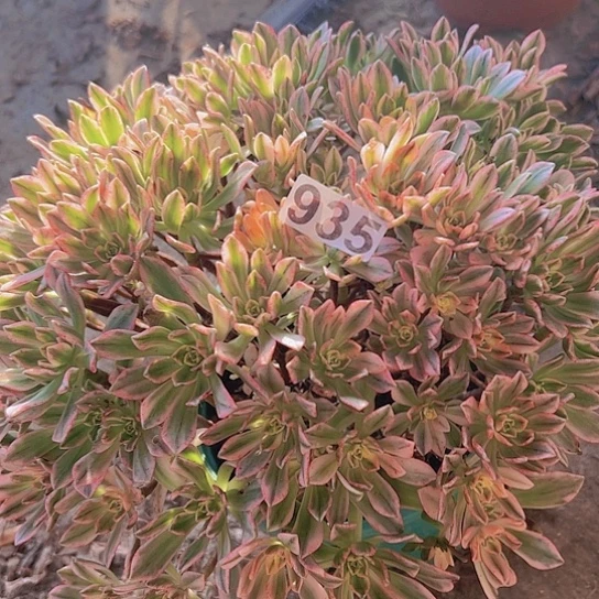 芷***香多肉植物一个甜茶