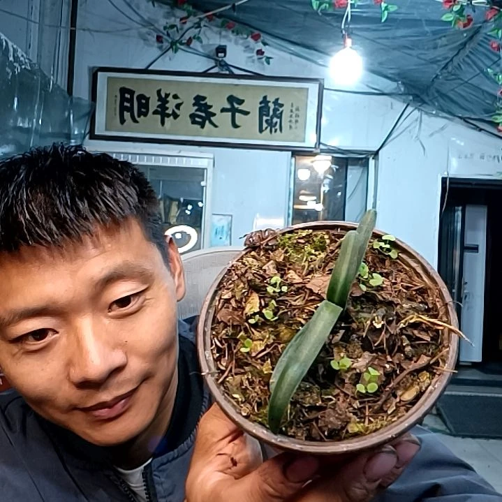 @联发毛料118毛兰