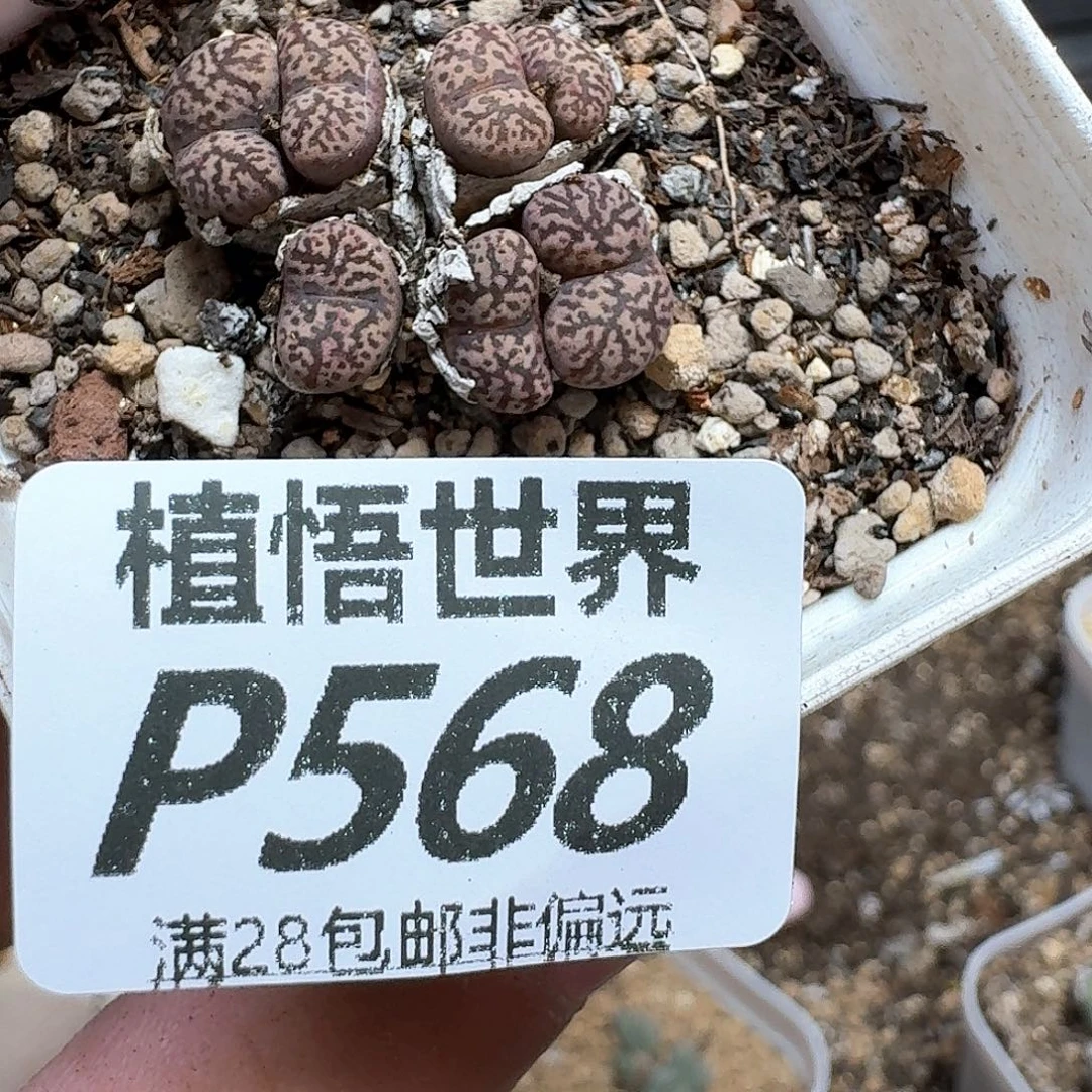 多肉植物的润泽的多