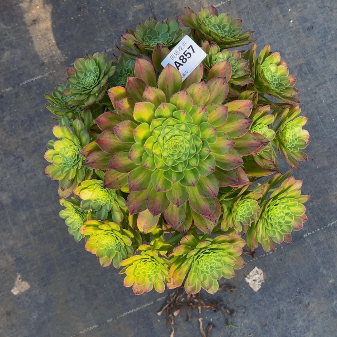 小****碗知否85777777777777