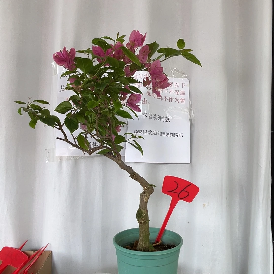 当前无花栽培后可以开花26章红樱桩默认有破皮旧伤