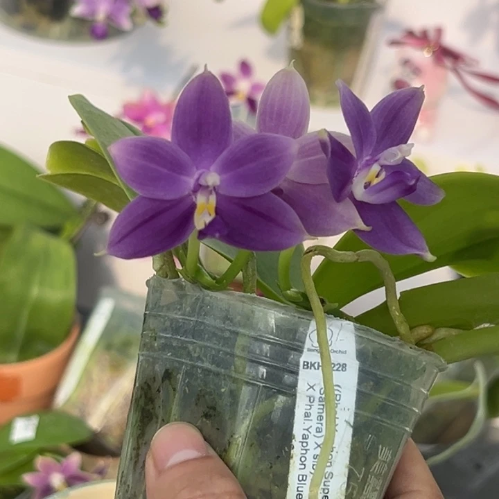 当前无花朵，栽培后可花朵2.5寸杯BKH2228双花剑小小手捧花 超浓香