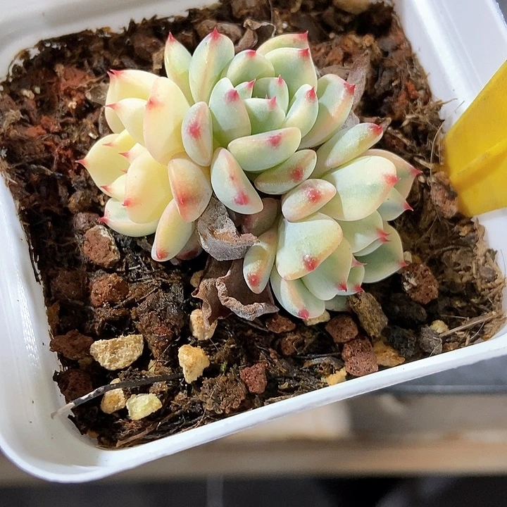 多肉植物姬莲锦548