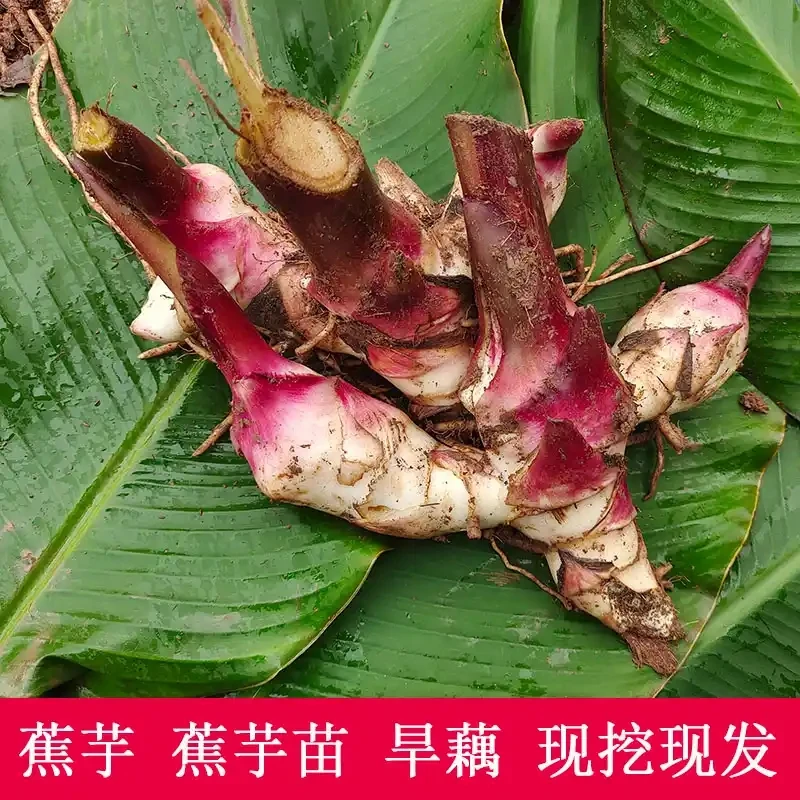 重庆梁平农家自种的现挖芭蕉芋芋头带根芽香糯粉滑口感好