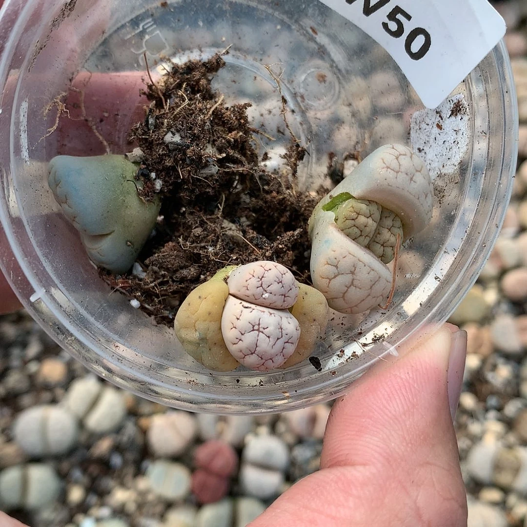 熊***蜜W50多肉植物保护