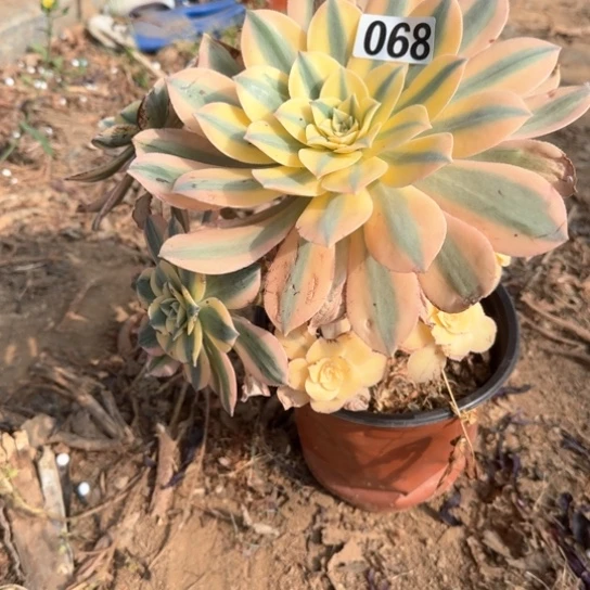 无花朵灿烂068号不包断枝