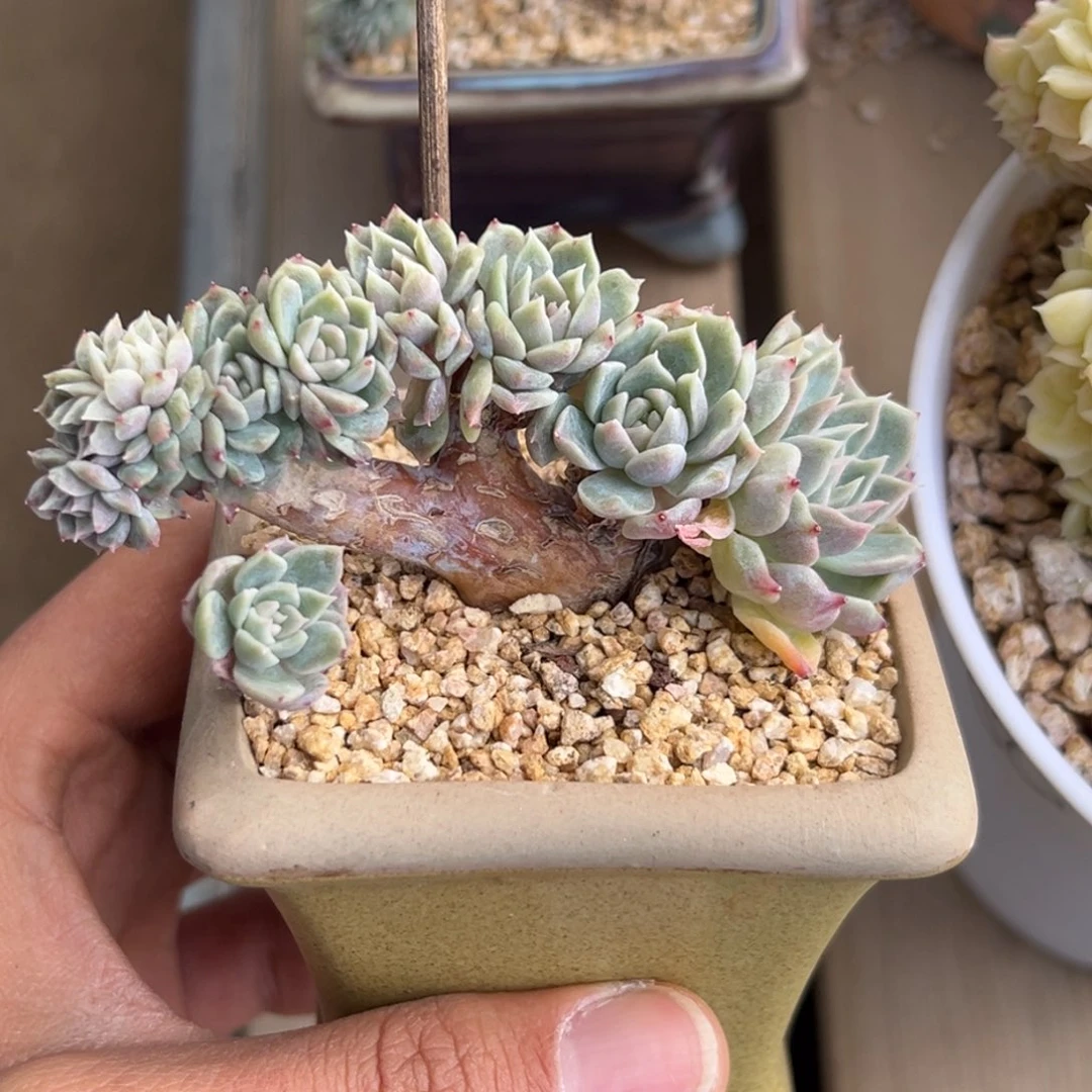 新年快乐 新年快乐