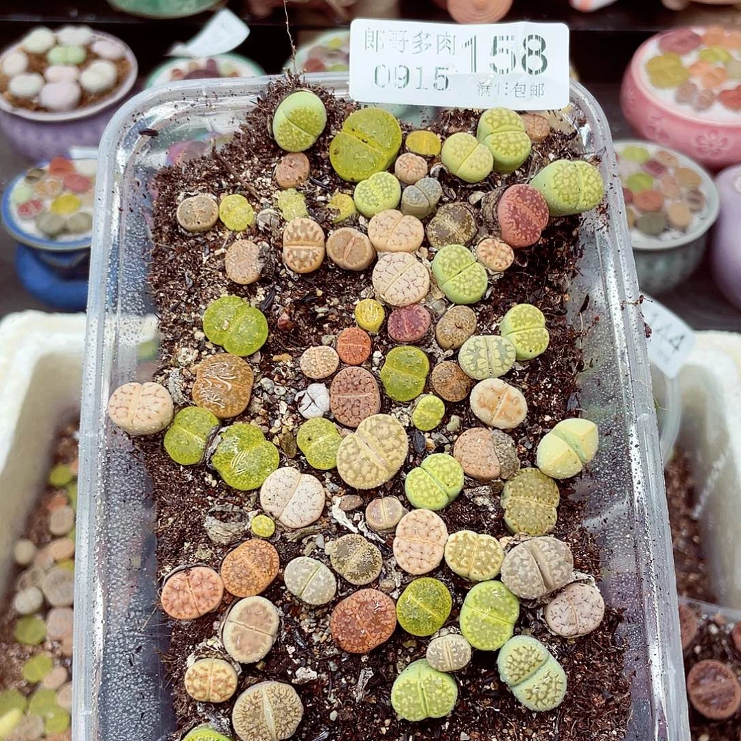 生石花18包邮0915-158