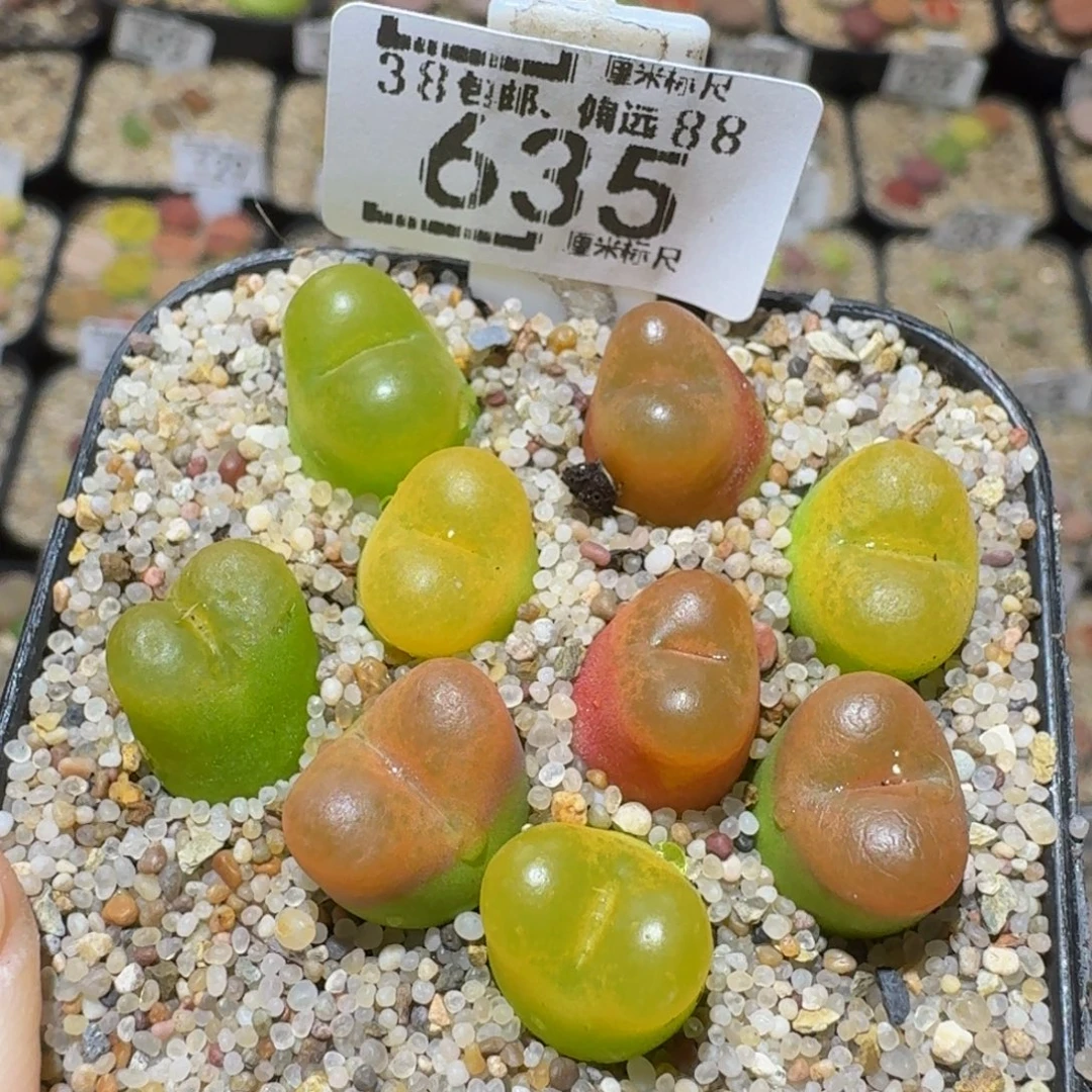 Ssss精品生石花635
