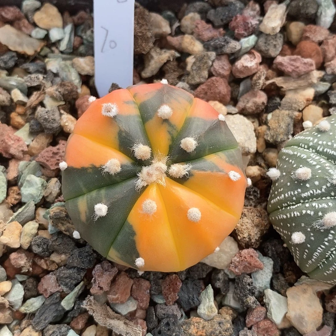 老*哥花花花花花花花花