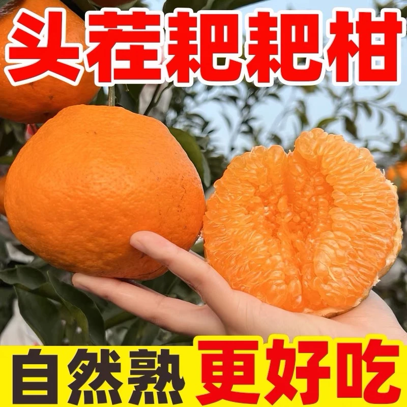 【基地直发】四川春见耙耙柑爬爬柑橘子新鲜水果当季丑桔丑八怪