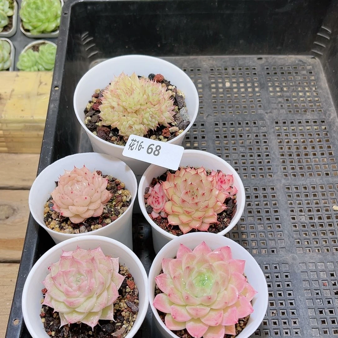 花16-68框拍多肉5颗