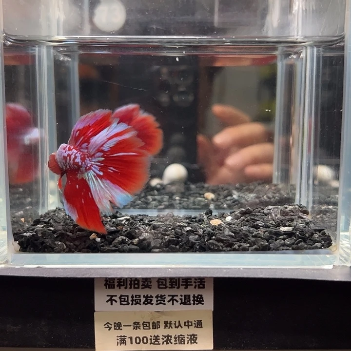 斗鱼一单包邮14日73