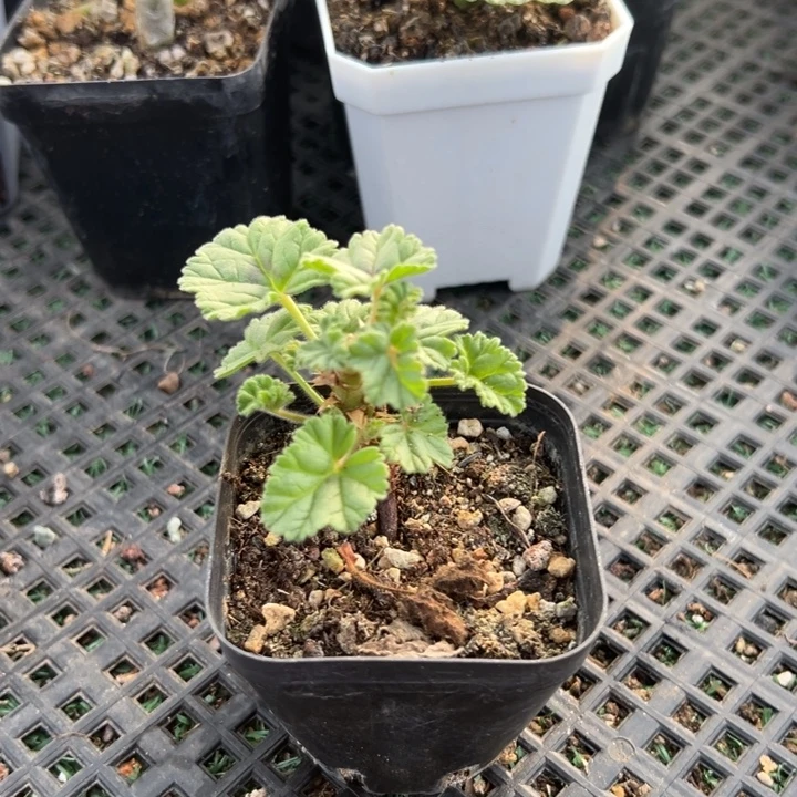 冰激凌洋奎，一物一拍带盆