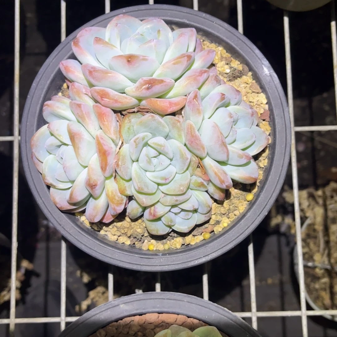 岁*冰玉群生只发新疆