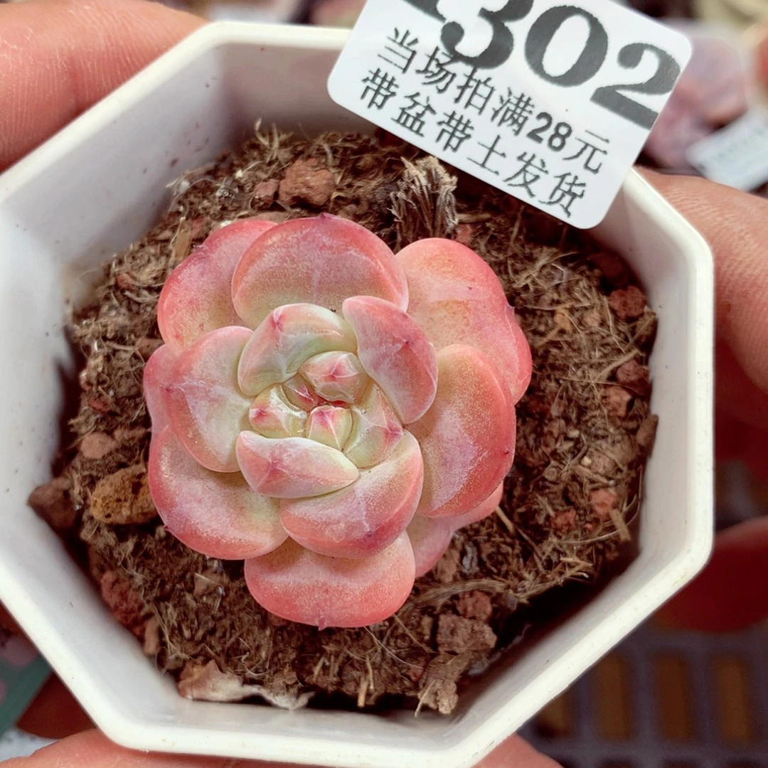 5厘米盆精控多肉1302