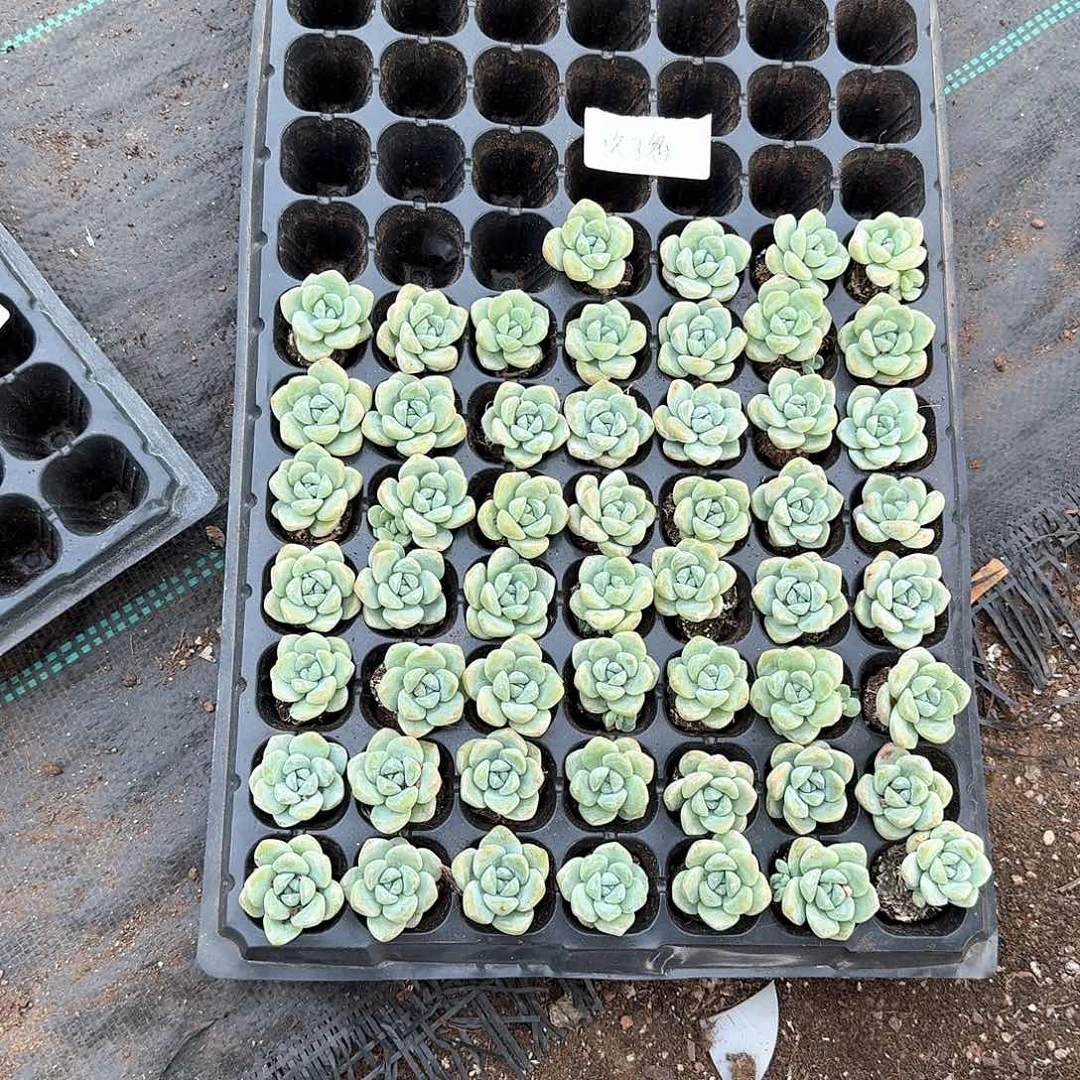 玫瑰一物一拍专拍