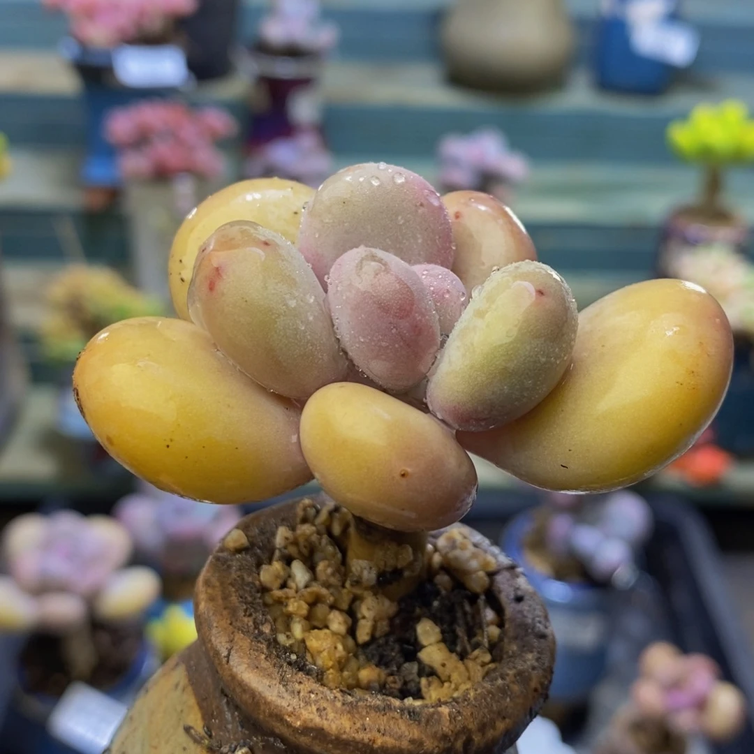957 黄金鸡蛋蛋黄奶5 厘米