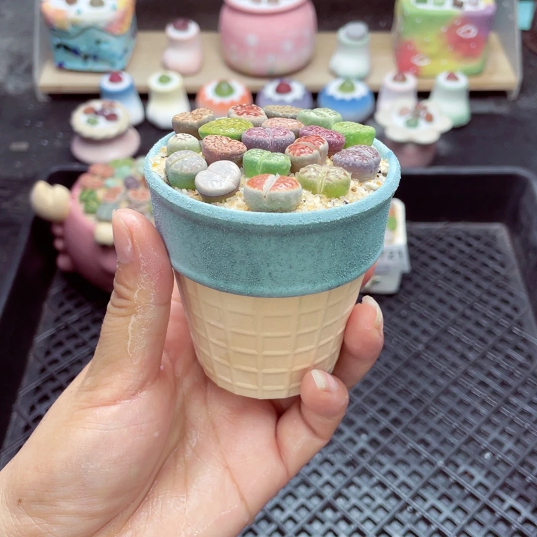 w3724福利带盆土发货一物一拍