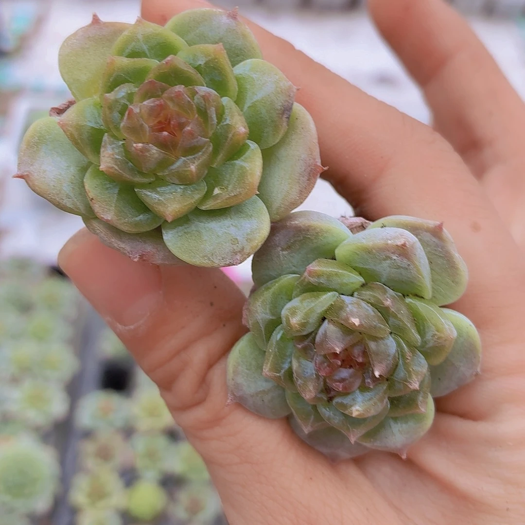 超美糖心苗5颗多肉植物