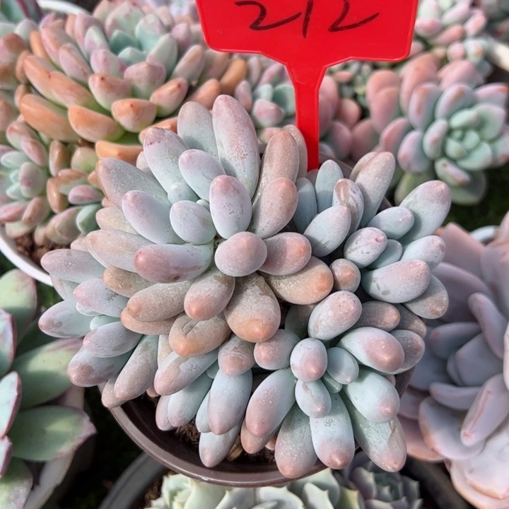 212汤圆平平安安健健康康