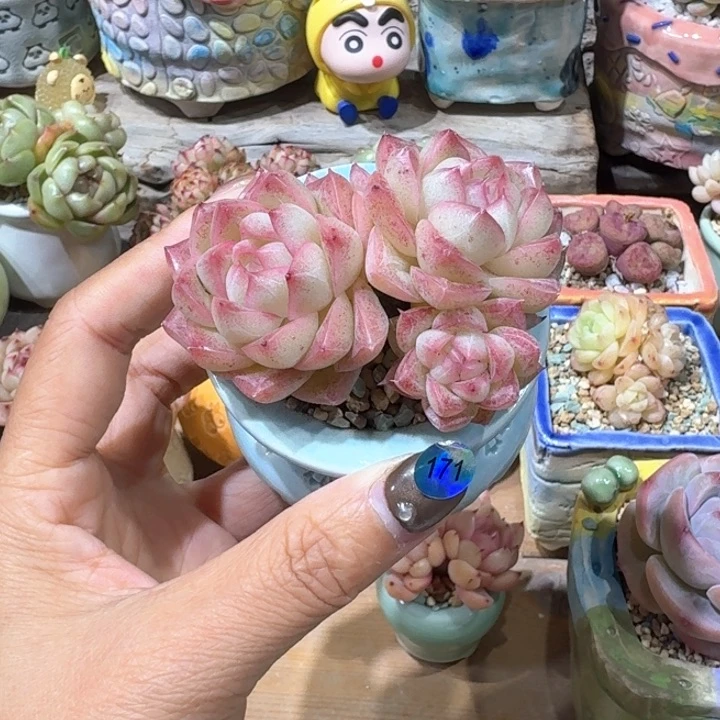 171 多肉含盆土30元包邮除偏远