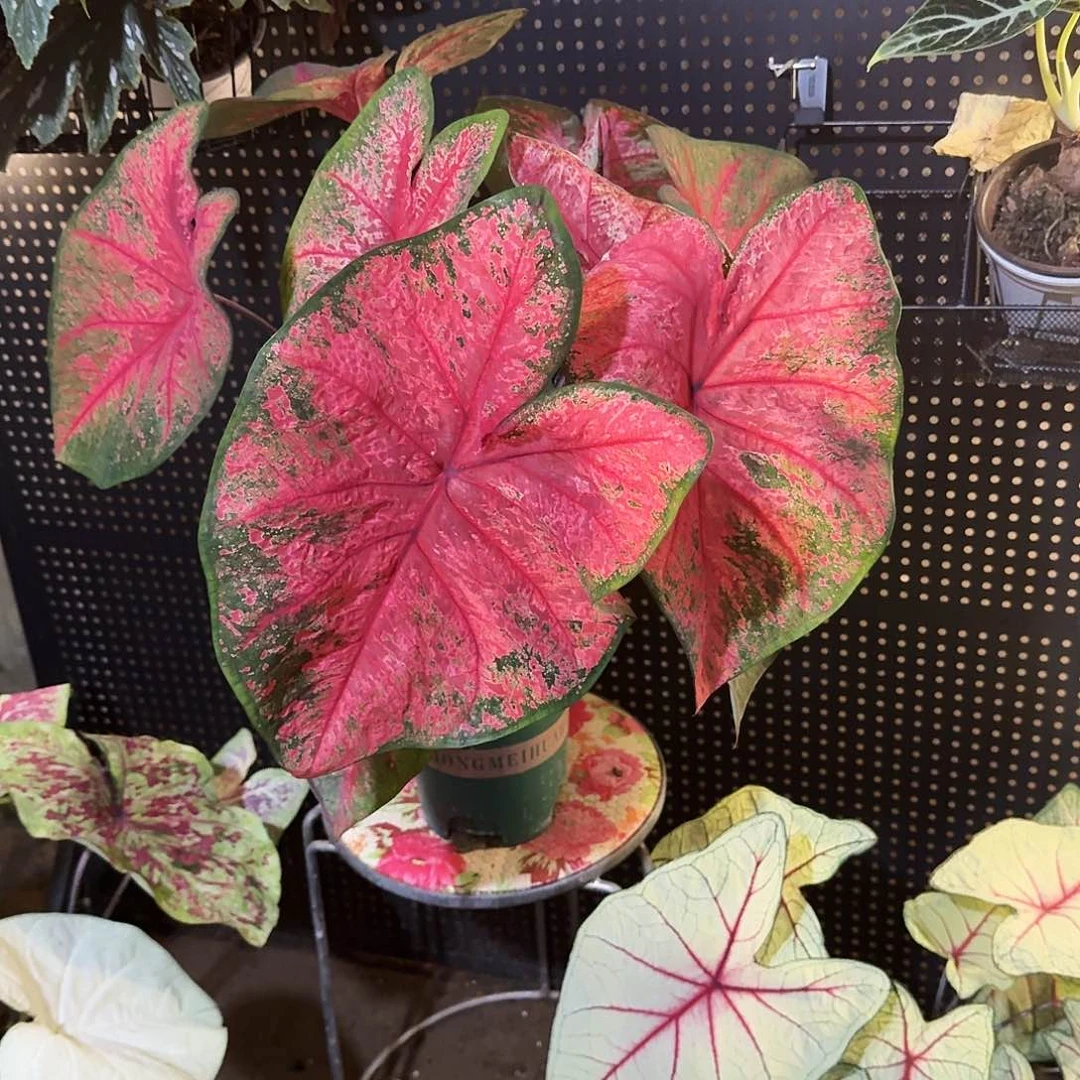 昕***咯完全开放火山熔岩进口大球