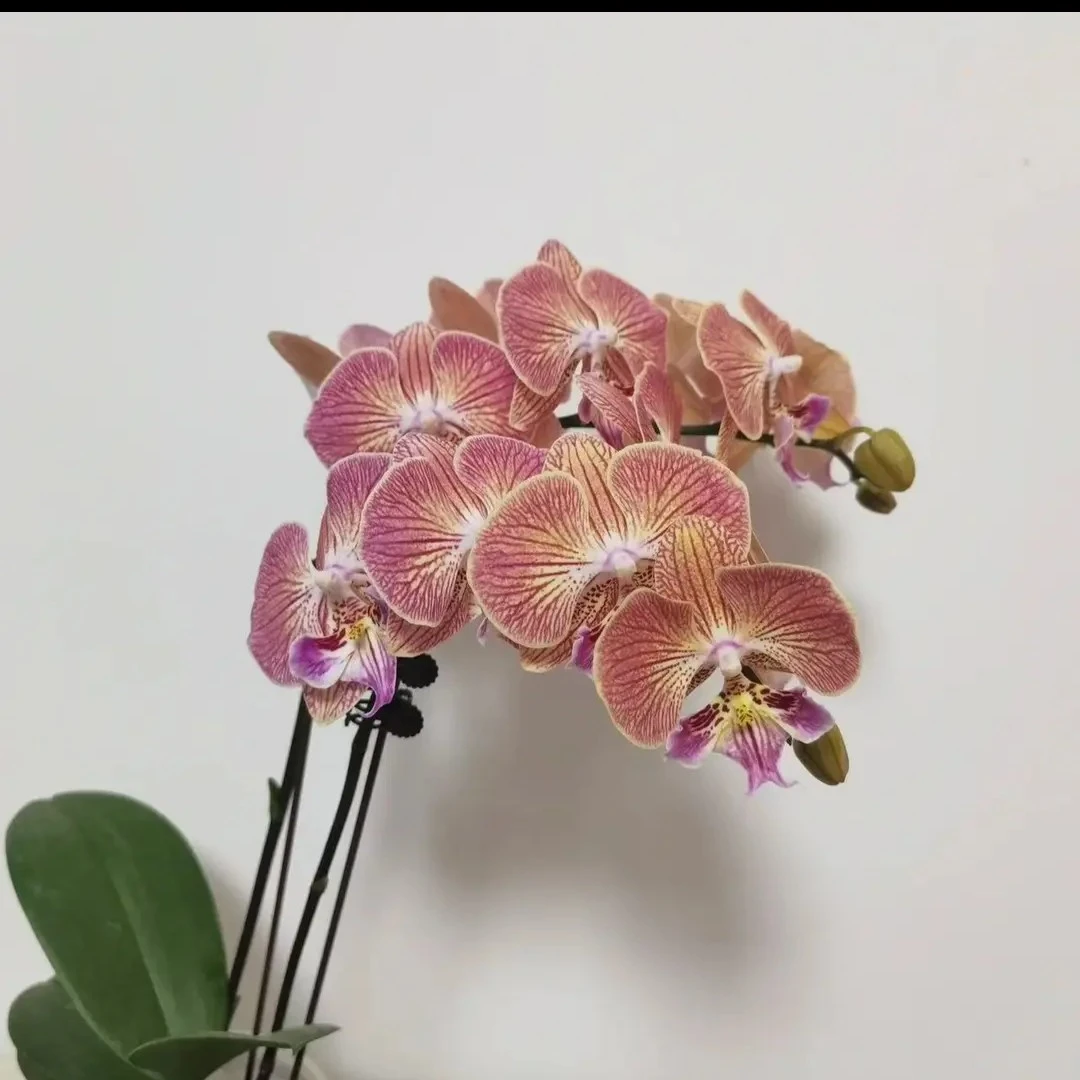 聚宝金缕衣【3.0】寸杯无花剑精品水苔蝴蝶兰苗