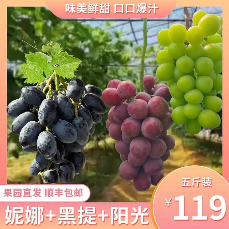【三拼组合】妮娜皇后+秋黑葡萄+阳光玫瑰现拍现发顺丰包邮孕妇水果