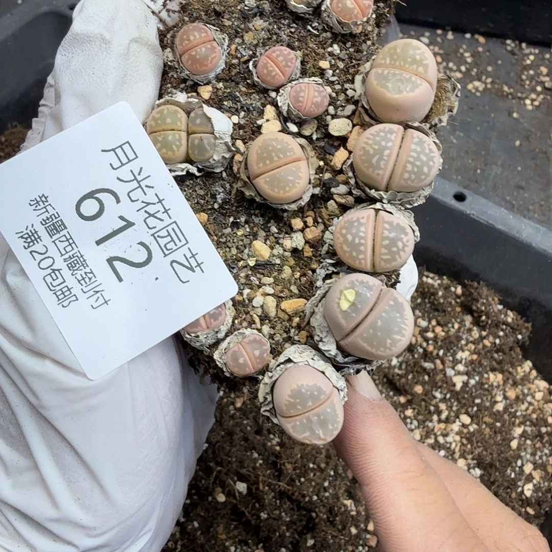 哈哈笑了啊太有道理哈612是