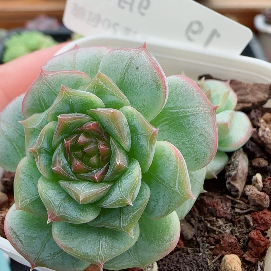 花语逸镜0919-19糖心珍妮