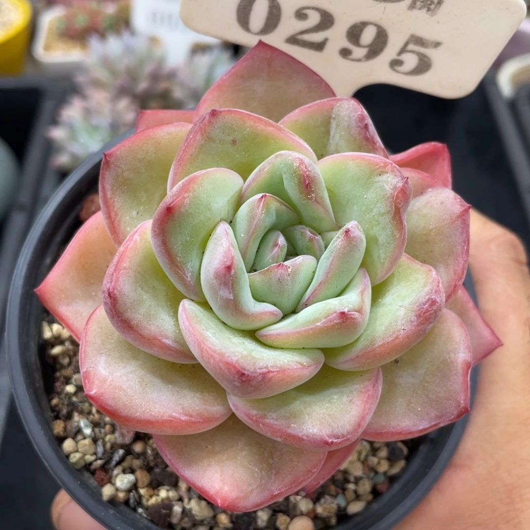 0295泡芙不带盆8厘米