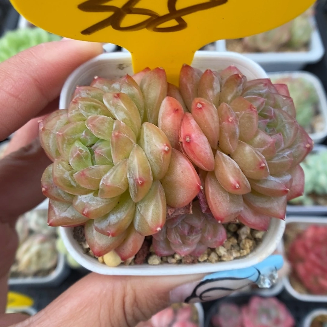 绿芙蓉群生可拍368号