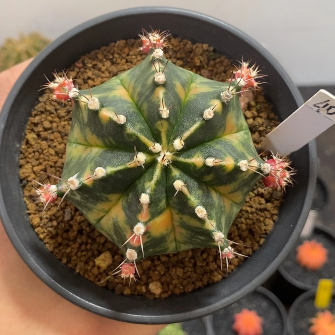 泰系铭品米哈—带盆土发货18