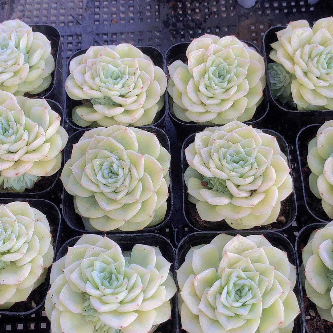 白天鹅麦秆两颗235578999000