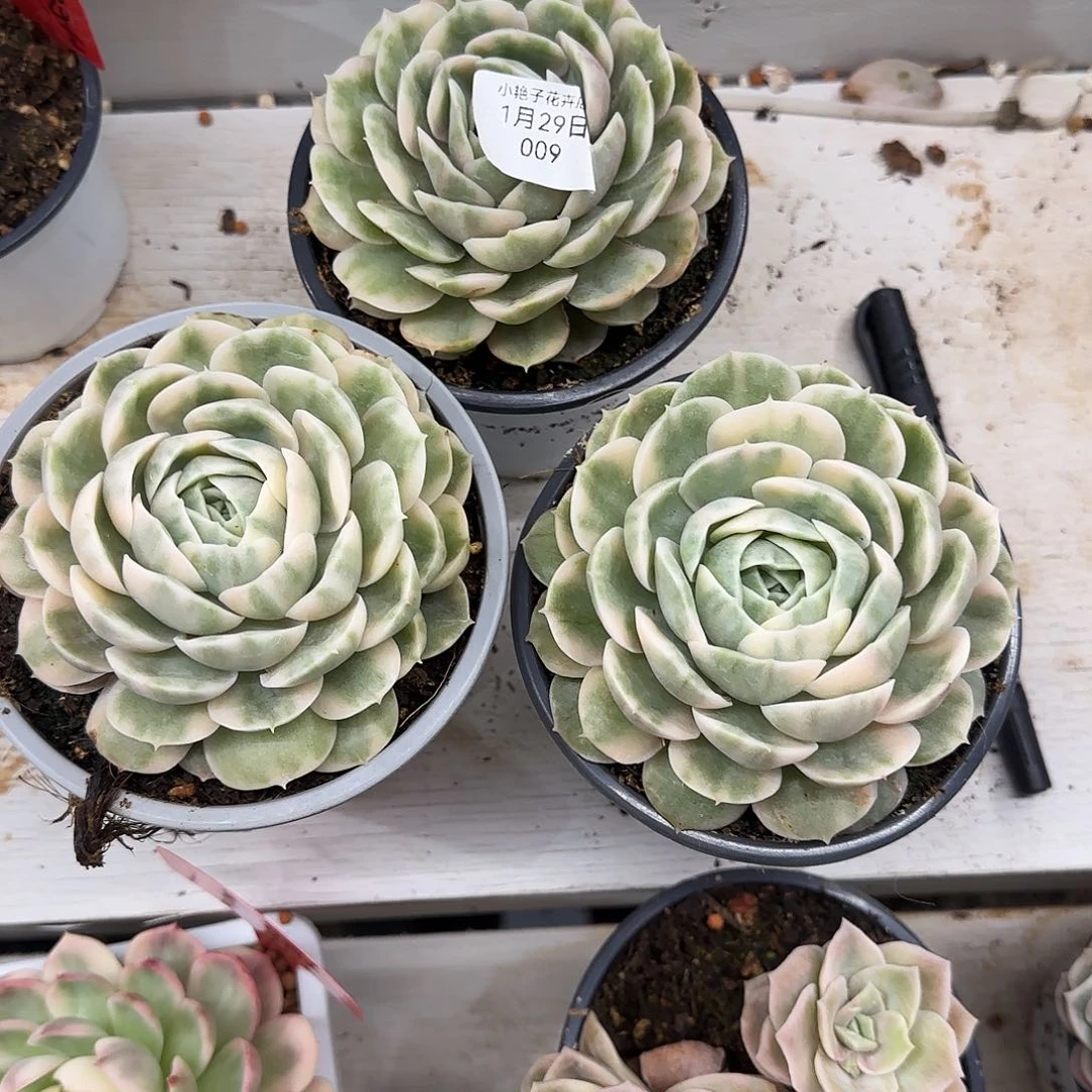 小****009昂斯诺锦多肉植物