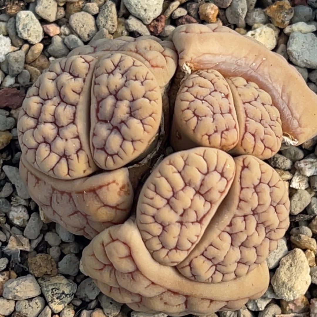 8431三头红纹189群一颗