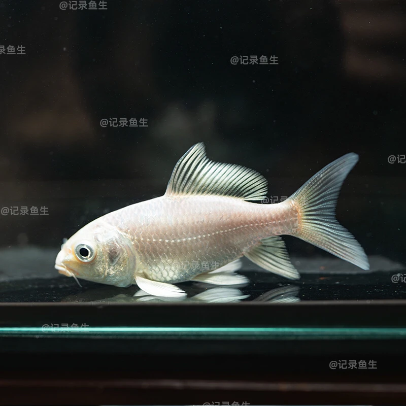 精品白普苗3-4公分白色蝴蝶鲤普身圆头顺背