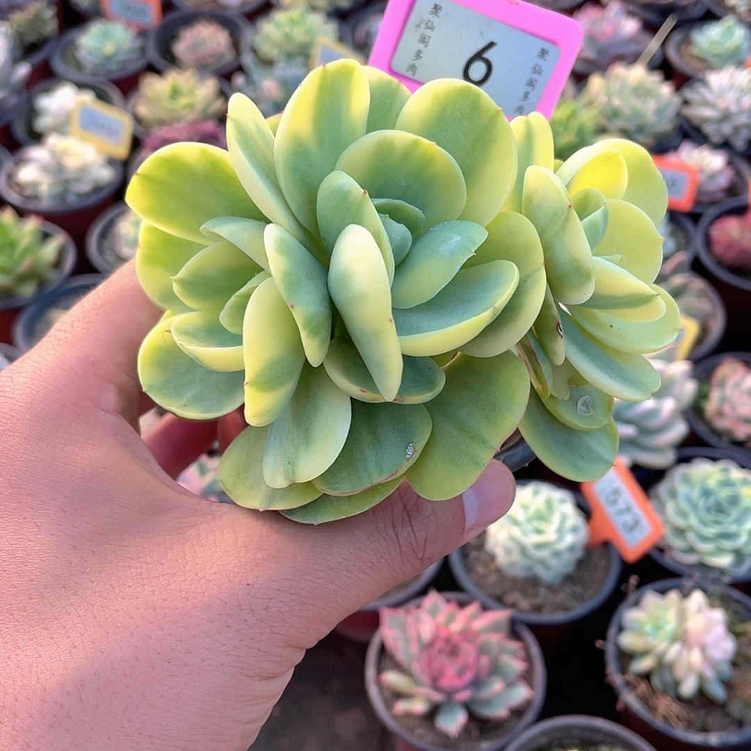 碧桃锦群6个多肉植物