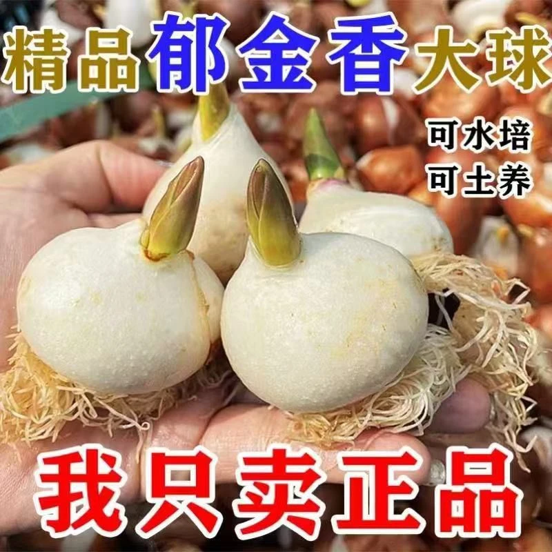 郁金香水培种球耐寒庭院室内室外花卉种子秋冬春季客厅