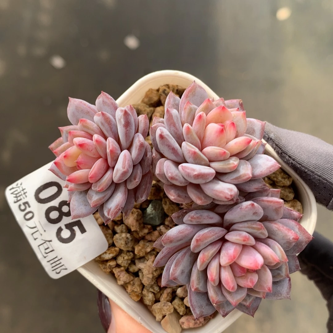 85。小树桩玉芙蓉三头7cm。