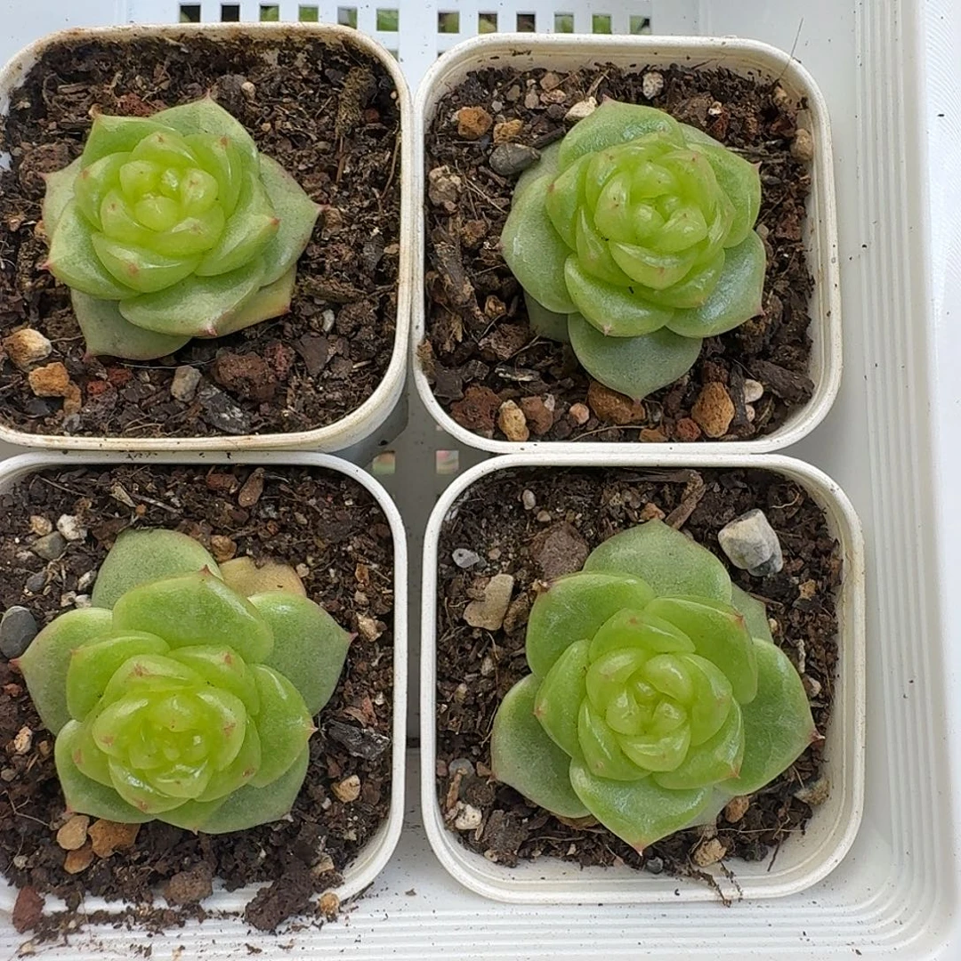 一物一拍一物一拍917-507
