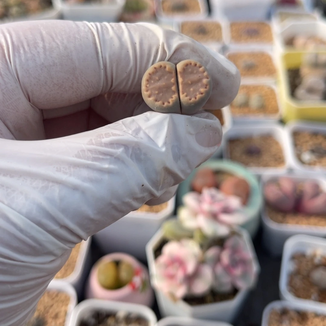 多肉植物一物一拍41