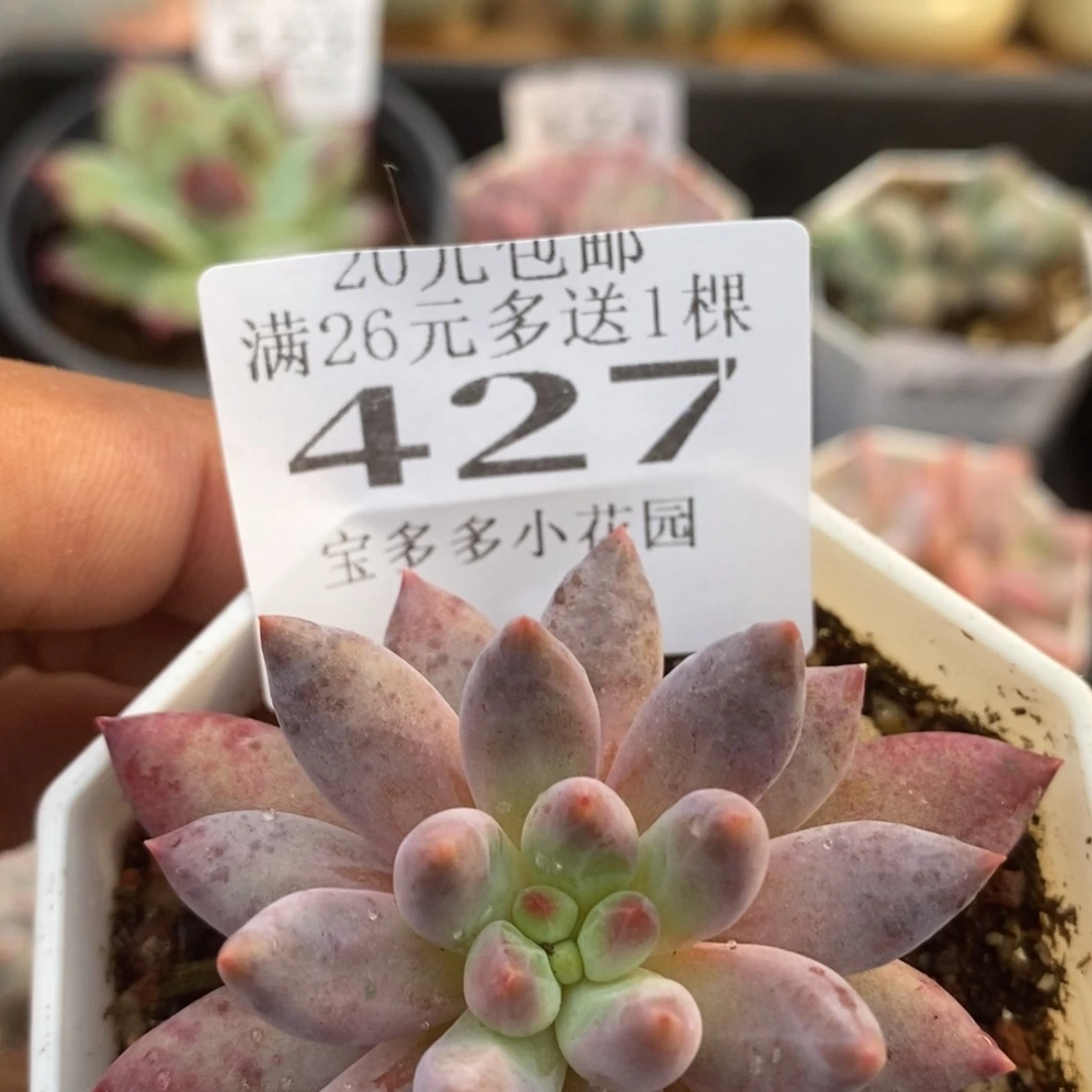 车厘子一物一拍满20包邮满26送一颗多肉