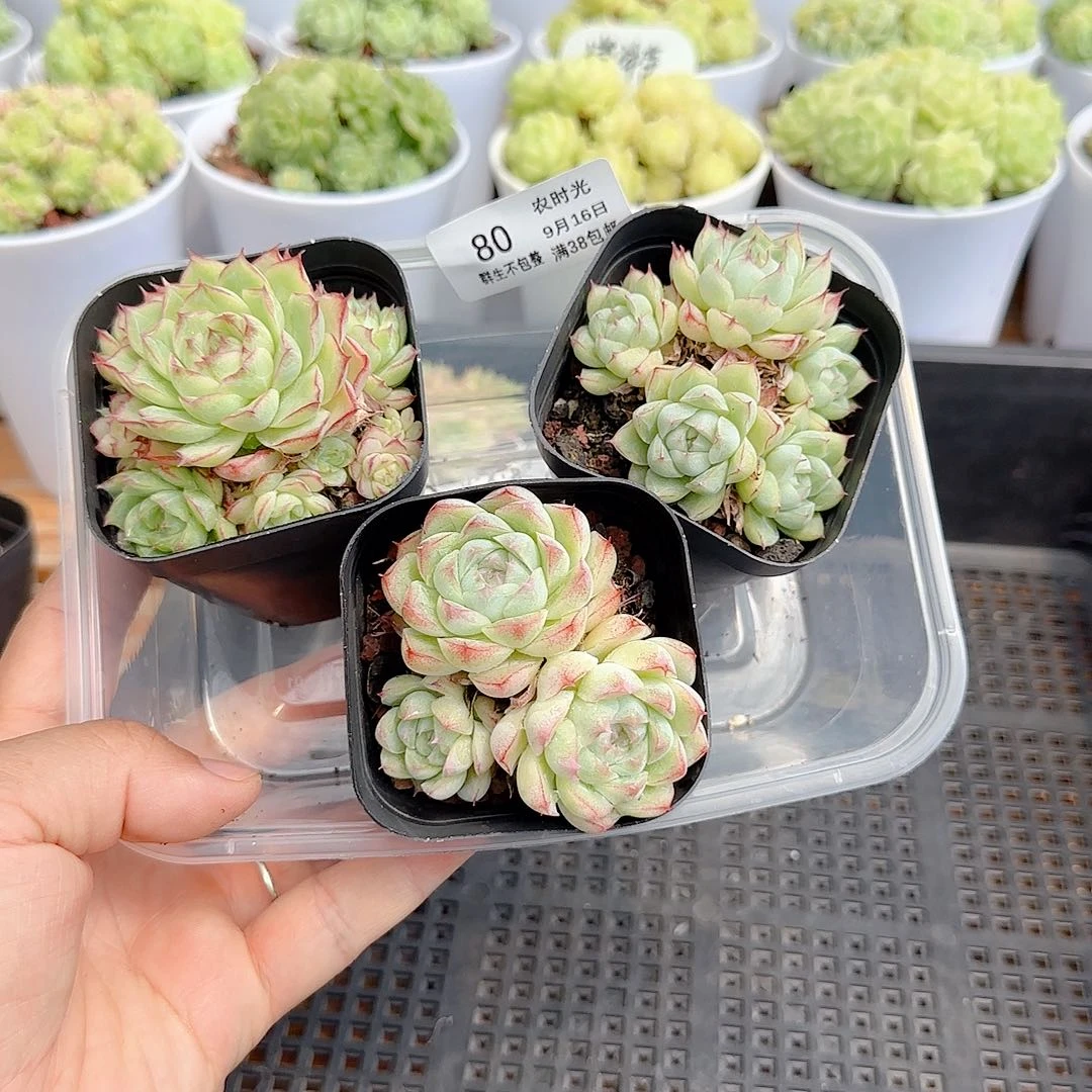 望***安【闪购商品】0916-80打包（散的）