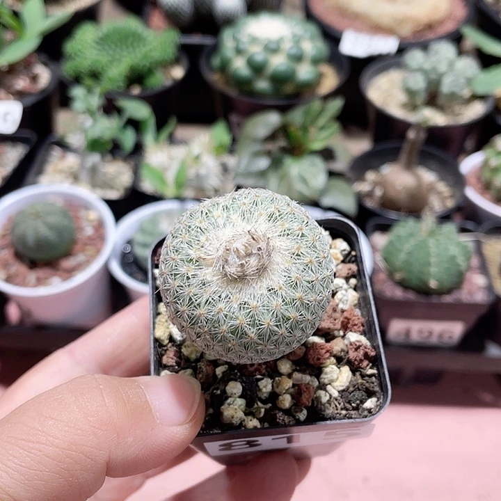 815实生月世界仙人球