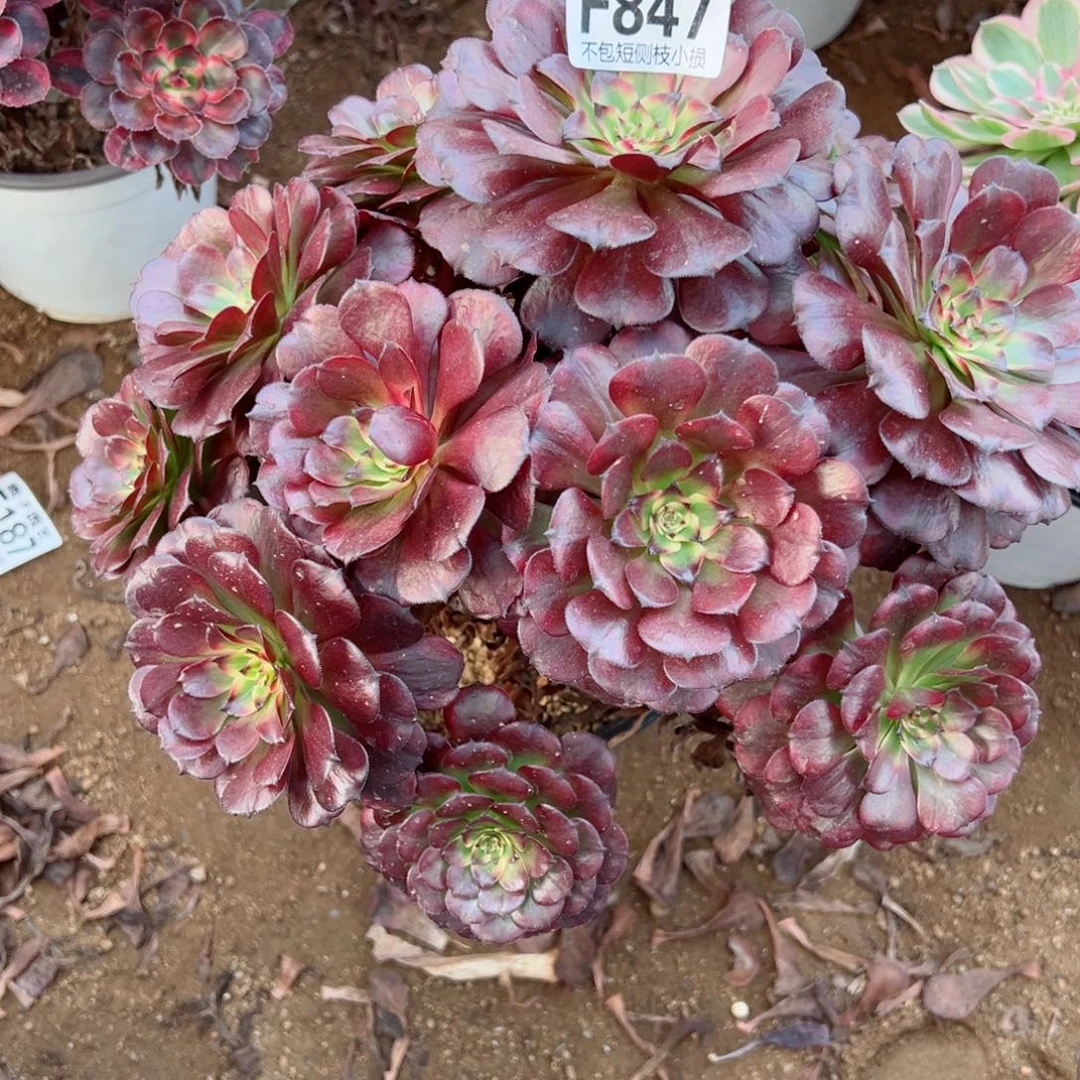 847美姬尺寸25左右