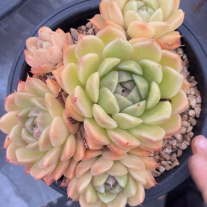 麦秆16203多肉植物