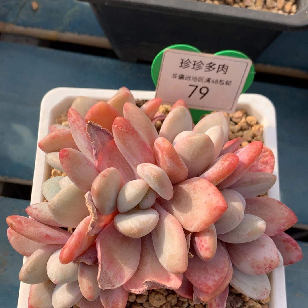 粉兔群生无砍平头79